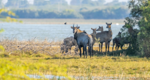 Asola Bhatti Wildlife Sanctuary