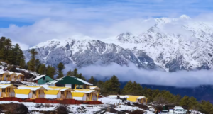 Auli