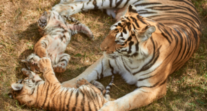 Bannerghatta Biological Park