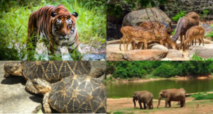 Bannerghatta National Park bangalore