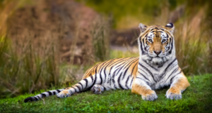 Best Time to Visit Jim Corbett National Park