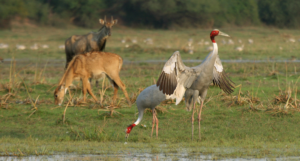 Bharatpur