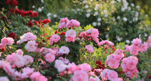Company Garden