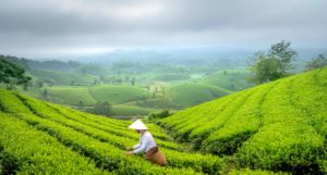 Darjeeling Tea Gardens