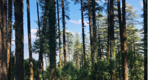 Dhanaulti