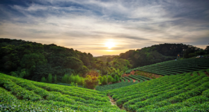 Doddabetta Tea Garden (1)