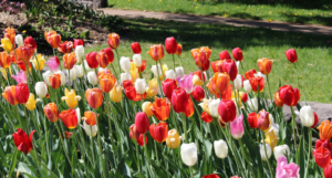 Government Botanical Garden