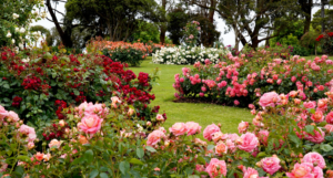 Government Rose Garden