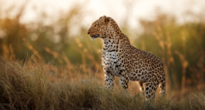 Jhalana Leopard Safari Park