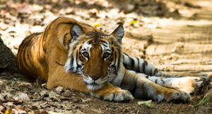 Jim Corbett National Park