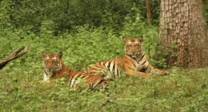 Kabini