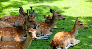 Malsi Deer Park