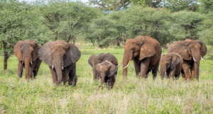 Mudumalai National Park