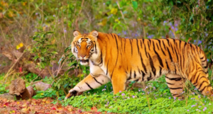 Netravali Wildlife Sanctuary