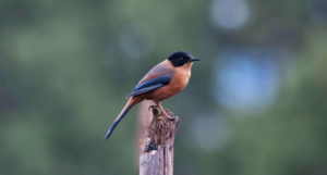 Pangot Bird Sanctuary