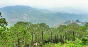 Pine Forests of Kasauli