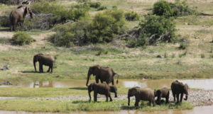 Rajaji National Park