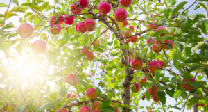 Apple Orchards