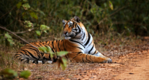 Ranthambore