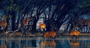 Sultanpur National Park