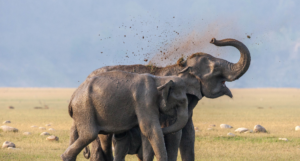 Zones in Jim Corbett National Park