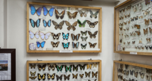butterfly research centre bhimtal