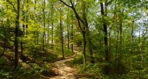 forest trails mukteshwar