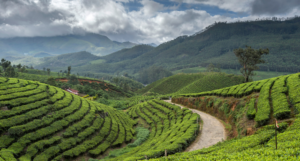 happy valley tea estate darjeeling