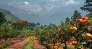 ranikhet uttarakhand