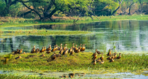 Bharatpur