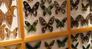 Butterfly Research Centre