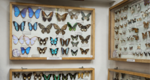 Butterfly Research Centre