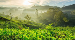 Chikmagalur – Coffee Country of Karnataka