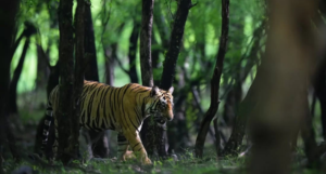 Chinnar Wildlife Sanctuary