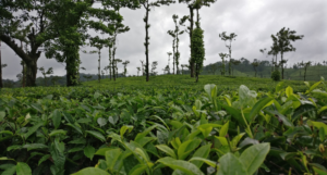 Coorg monsoon