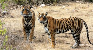 Cotigao Wildlife Sanctuary