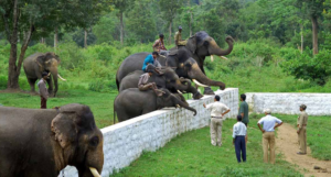 Dubare Elephant Camp