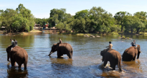 Dubare Elephant Camp