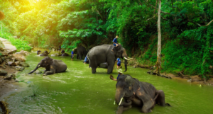 Dubare Elephant Camp