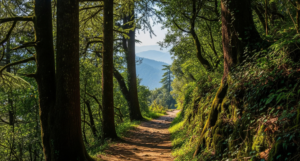Gilbert Trail