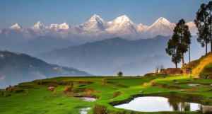 Mukteshwar- Pine Forest