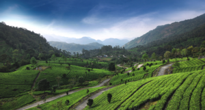 Munnar