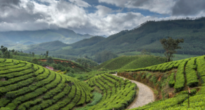 Munnar Tea Garden