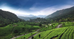 Munnar rain