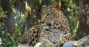 Nainital Zoo