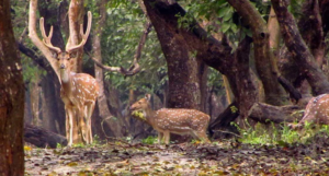 Nisargadhama