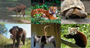 Periyar Wildlife Sanctuary