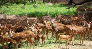 Phansad Wildlife Sanctuary