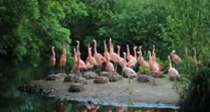 Salim Ali Bird Sanctuary