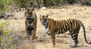 Sariska National Park